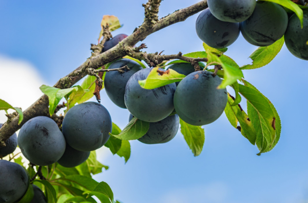 Ciruela Negra Agroecológica de Rio Colorado xkg