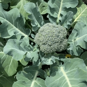 Brócoli Agroecológico de Oso x500-600grs