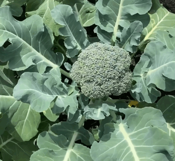 Brócoli Agroecológico de Oso x500-600grs
