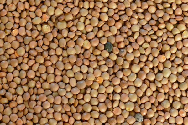 Lentejas sueltas Salve la tierra x250grs.