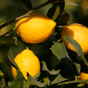 Limón Agroecológico de Finca Don Luis xkg