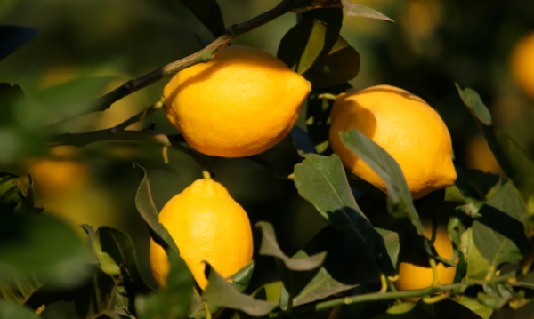 Limón Agroecológico de Finca Don Luis xkg
