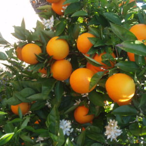 Naranja Seedless Agroecológica de Don Luis xkg