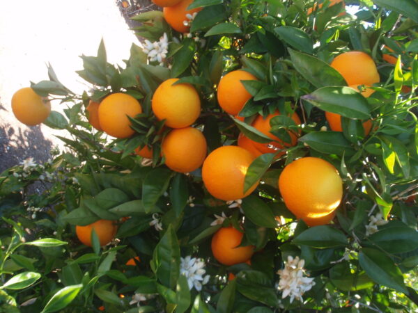 Naranja Seedless Agroecológica de Don Luis xkg